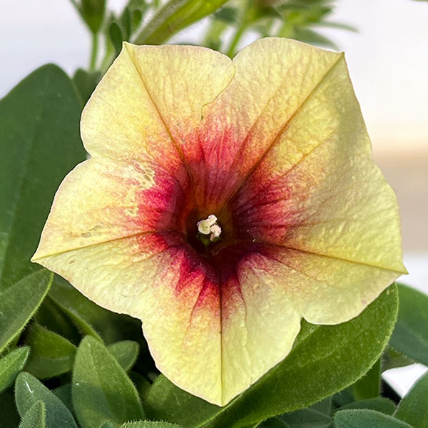 ペチュニア：ファンハウス　ピーチメルバ3.5号ポット