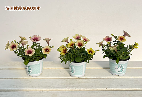 ペチュニア：ファンハウス　ピーチメルバ3.5号ポット