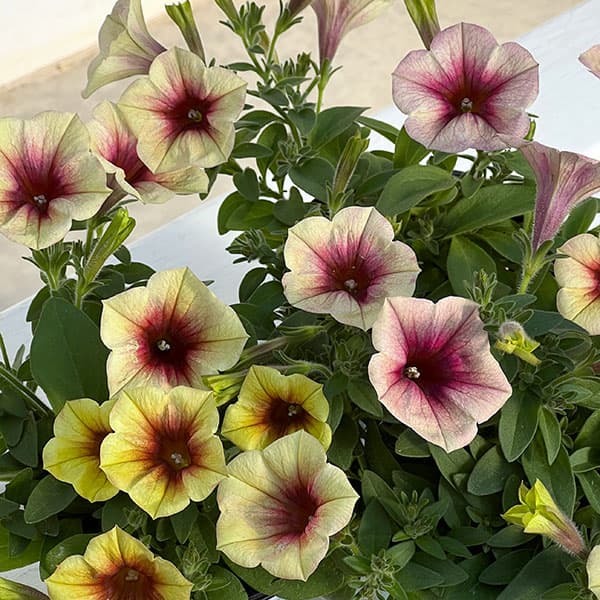 ペチュニア：ファンハウス　ピーチメルバ3.5号ポット