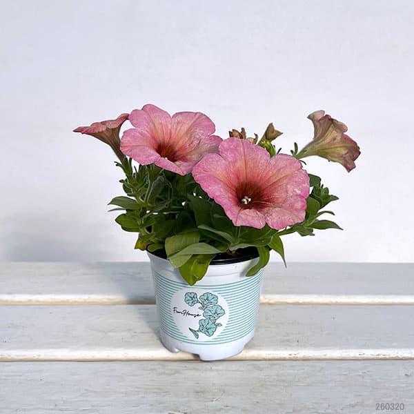 ペチュニア：ファンハウス　マンゴーパンチ3.5号ポット