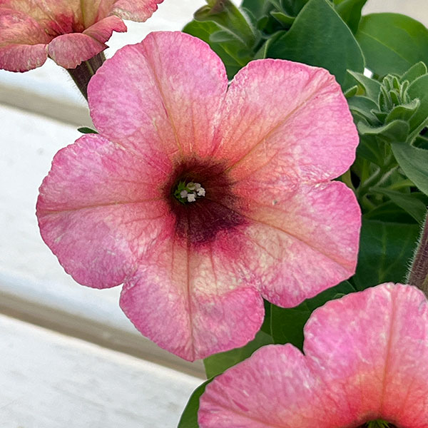 ペチュニア：ファンハウス　マンゴーパンチ3.5号ポット