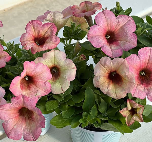 ペチュニア：ファンハウス　マンゴーパンチ3.5号ポット