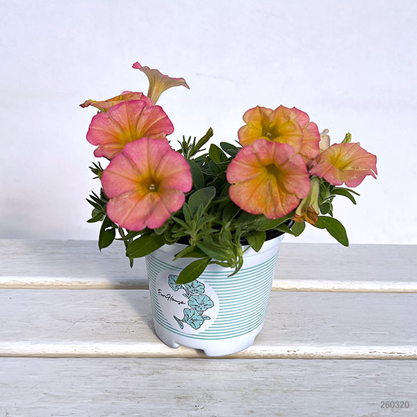 ペチュニア：ファンハウス　パパイヤ3.5号ポット