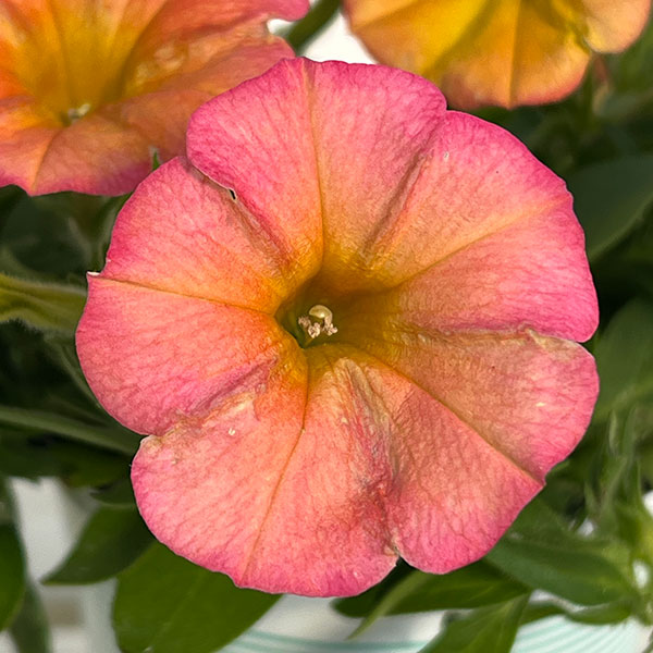 ペチュニア：ファンハウス　パパイヤ3.5号ポット