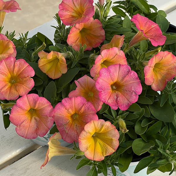 ペチュニア：ファンハウス　パパイヤ3.5号ポット