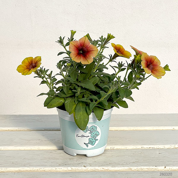 [送料無料]ペチュニア：ファンハウス　トパーズ3.5号ポット 12株セット