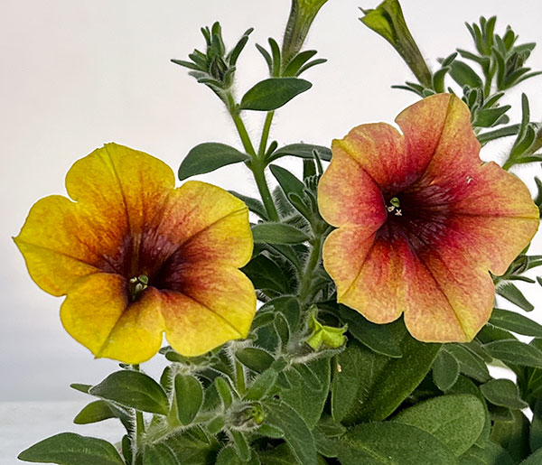 [送料無料]ペチュニア：ファンハウス　トパーズ3.5号ポット 12株セット