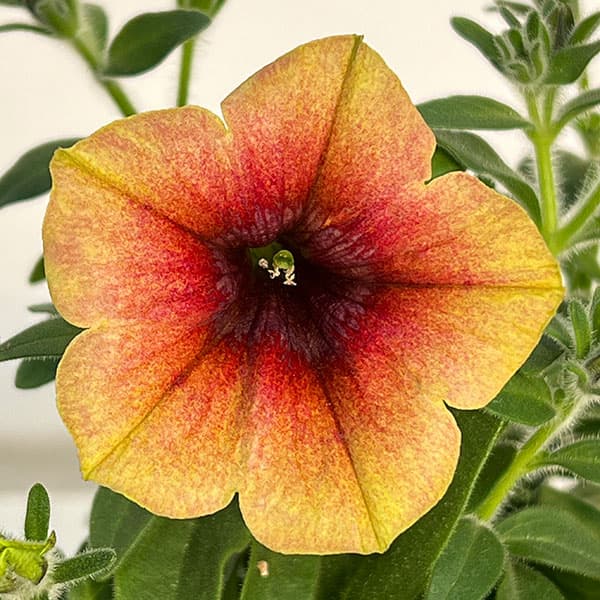 [送料無料]ペチュニア：ファンハウス　トパーズ3.5号ポット 12株セット