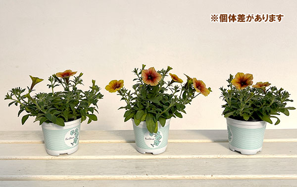 [送料無料]ペチュニア：ファンハウス　トパーズ3.5号ポット 12株セット