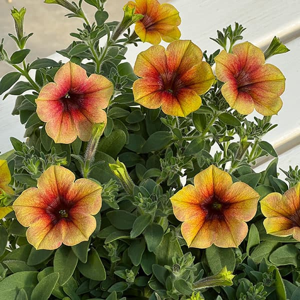 [送料無料]ペチュニア：ファンハウス　トパーズ3.5号ポット 12株セット