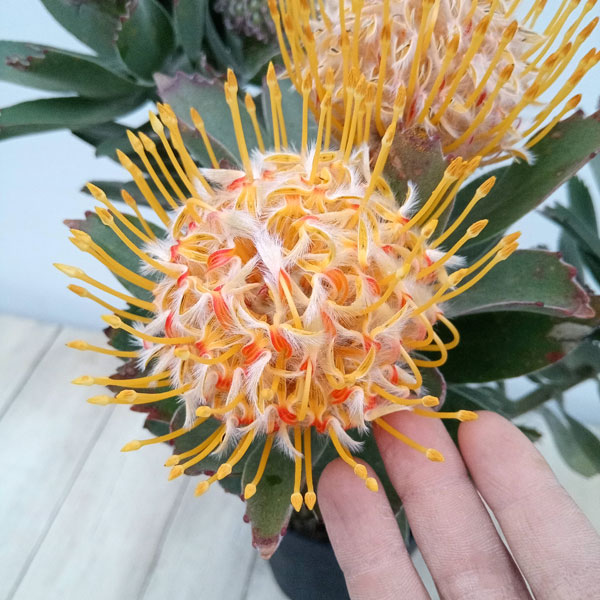 リューコスペルマム：マディグラスリボン8号ポット