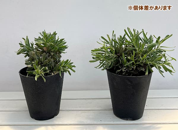(わけあり特価)リューコスペルマム:カリプソゴールド 5号