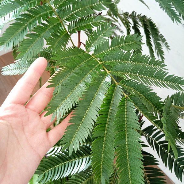 エバーフレッシュ 8号23-01 の通販 | 園芸ネット