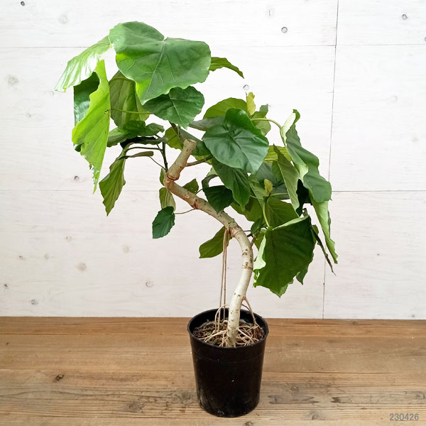 フィカス ウンベラータ ゴムの木　7号サイズ 1点もの】観葉植物 フィカス ウンベラータ 7号 – Plant Hunt