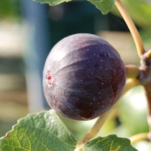 イチジク：ビオレソリエス4.5～5号ポット