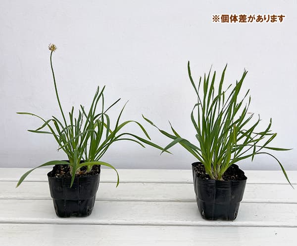 アリウム:ピンクプラネット3.5号ポット