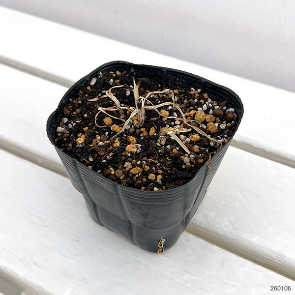 アリウム:ピンクプラネット3.5号ポット