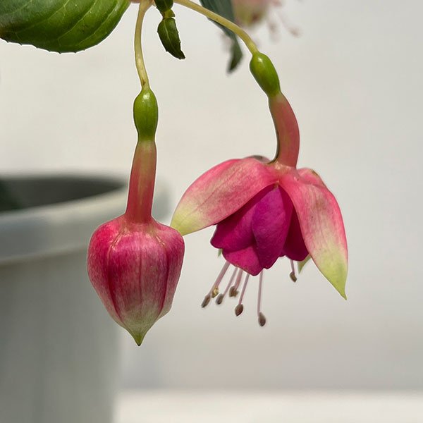 フクシア(ホクシア）：ジョリーズラグランデ　プロヴァンス5号鉢植え