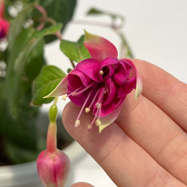 園芸ネット本店｜フクシア(ホクシア）：ジョリーズラグランデ