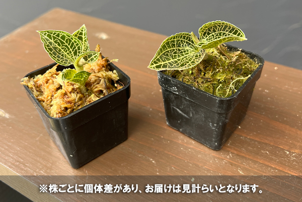 アネクトキルス：エメラルドゴールド　2号ポット