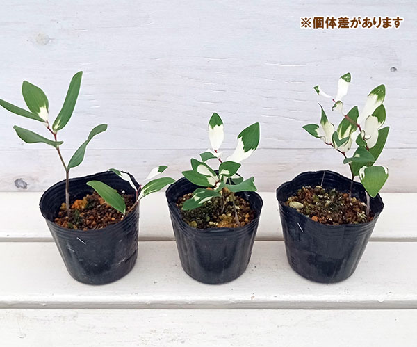 アマドコロ：虎斑入り3号ポット