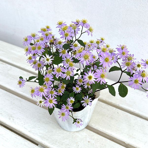 ノコンギク（キク）：清澄白山菊（キヨスミシラヤマギク）3.5号ポット