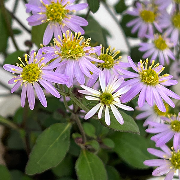 ノコンギク（キク）：清澄白山菊（キヨスミシラヤマギク）3.5号ポット