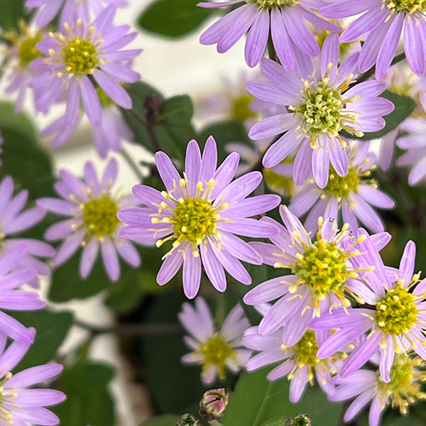 ノコンギク（キク）：清澄白山菊（キヨスミシラヤマギク）3.5号ポット