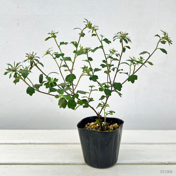 キク:リュウノウギク(竜脳菊)3号ポット