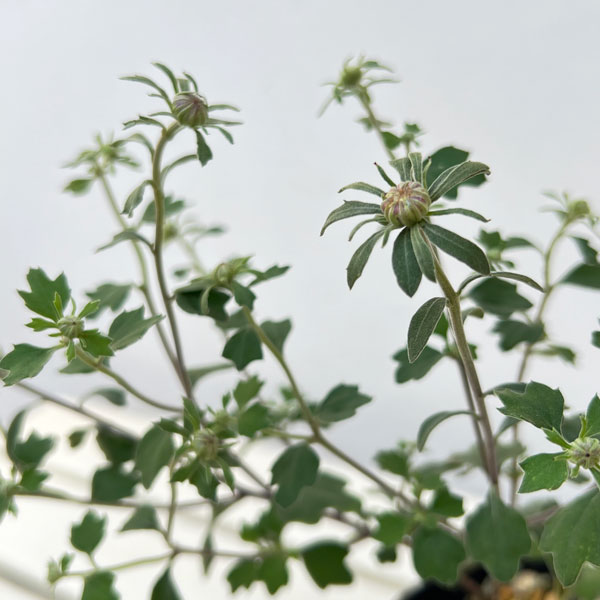 キク:リュウノウギク(竜脳菊)3号ポット