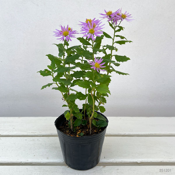 キク:桃花アキバギク3号ポット