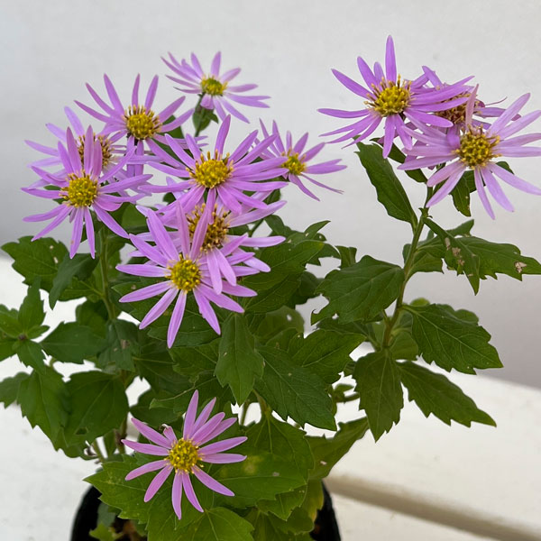 キク:桃花アキバギク3号ポット