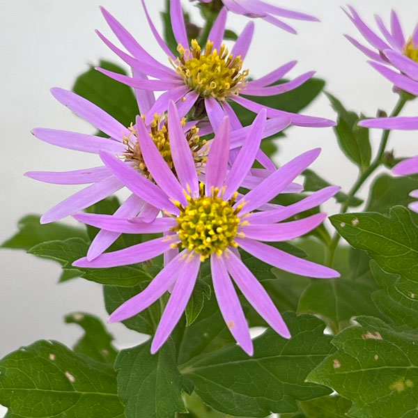 キク:桃花アキバギク3号ポット