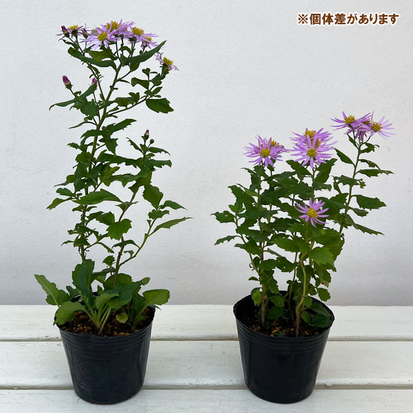 キク:桃花アキバギク3号ポット