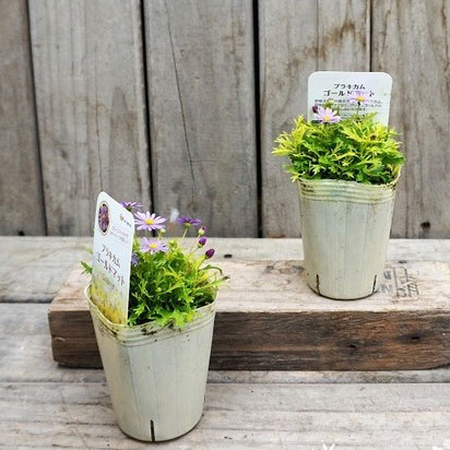 [26年4月下旬予約]ブラキカム：ゴールドマット2.5号ポット