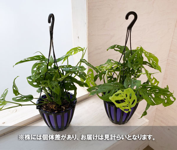 モンステラ:ラニアータ 5号吊り鉢