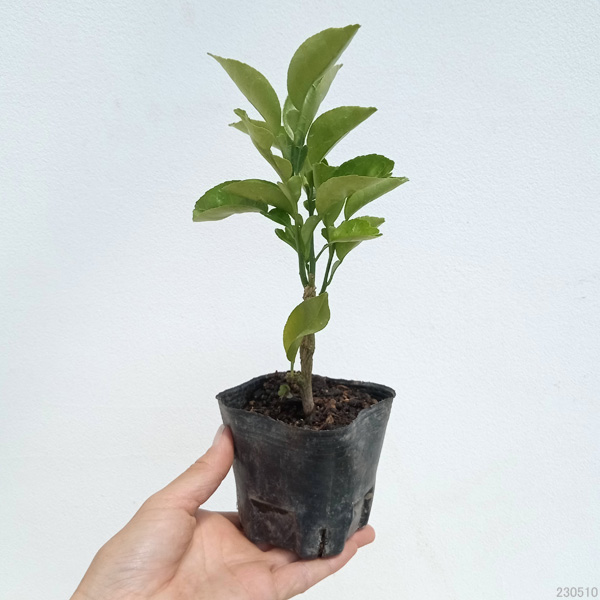 カボス3号ポット