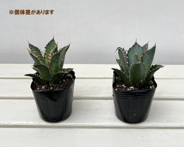 アガベ:チタノタレッドキャットウィーゼル 3号鉢植え