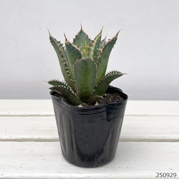 アガベ:チタノタレッドキャットウィーゼル 3号鉢植え