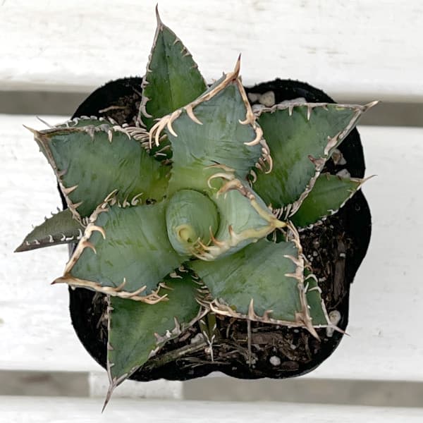 アガベ:チタノタレッドキャットウィーゼル 3号鉢植え