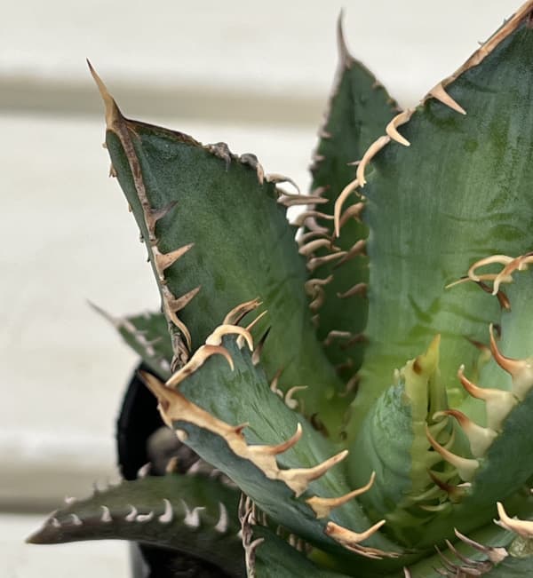 アガベ:チタノタレッドキャットウィーゼル 3号鉢植え