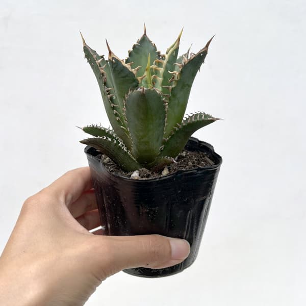 アガベ:チタノタレッドキャットウィーゼル 3号鉢植え