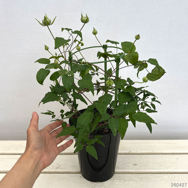 クレマチス：大河（たいが）5号鉢植え