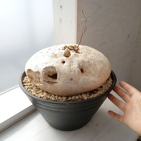 ラフィオナクメ・プロクンベンス8号鉢 塊根植物 青色鉢 植物 ラフィオナクメ・プロクンベンス8号鉢 塊根植物 青色鉢 植物