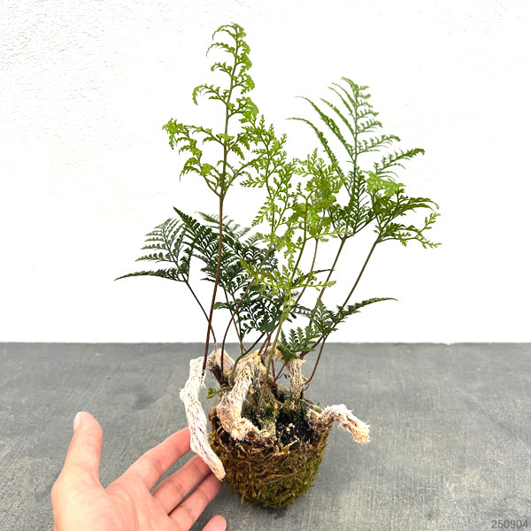 トキワシノブの苔玉