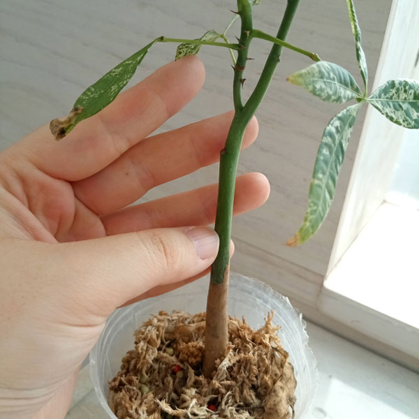 ♪実生株♪ パキラ・グラブラ 斑入り | GREEN Road 植物と