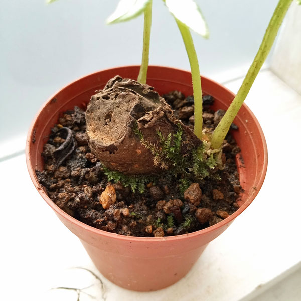 リュウビンタイ　特大　送料無料 リュウビンタイ 超特大 塊根高さ20㎝ 全長60㎝ シダ 塊根植物 羊歯 No