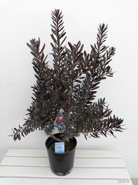 リューカデンドロン：デュリフ（黒リューカ）　7号鉢植え