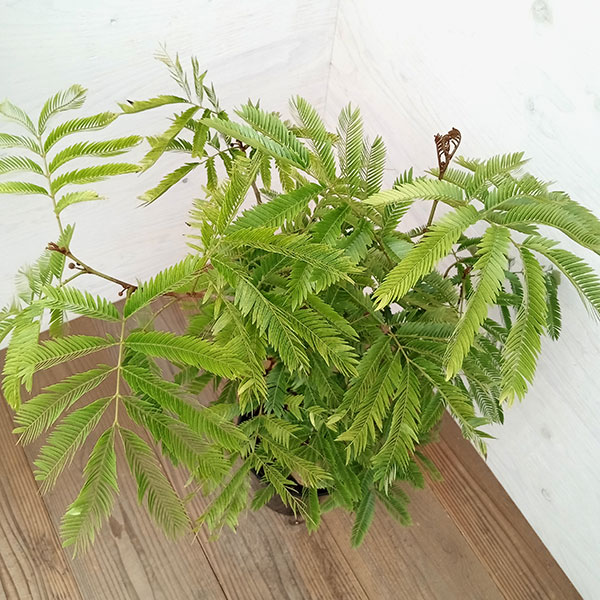 園芸ネット本店｜エバーフレッシュ 7号23-08 の通販【公式】