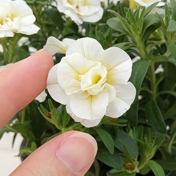 園芸ネット本店｜カリブラコア：スーパーベル ダブルミルクレープ4号